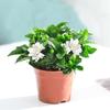 Planta em Vaso Gardênia Pirulito de Haste Única para Todas as Estações Floração Interna Mesa de Centro de Mesa Flor Fácil de Cuidar Planta Verde Bonsai