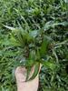 Oferta especial de plantas aquáticas, promoção por tempo limitado, grama de pimenta Banyan aquática, grama trepadeira pérola, mini grama de vaca, grama média para paisagismo, plantas aquáticas no atacado