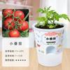 Mini Planta en Maceta Creativa Estudiante Planta Verde en Maceta Interior Pequeño Regalo para Niños Planta en Maceta Plantación de Flores Reales Venta al por Mayor