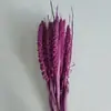 Espiga de painço Yunnan flor seca natural flor de arroz colorida buquê decoração de casa adereços de fotografia DIY inserir
