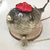 Concha de Caracol Natural con Tapa, Ejemplar de Pez Globo, Producto Terminado Decorativo para Educación Científica, Diseño Creativo
