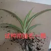 Clorofito de Borda Dourada, planta de vaso verde com coração dourado, adequada para plantar em todas as estações, purifica o ar em escritórios, absorve formaldeído, atacado de plantas e flores