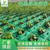 Atacado Ilha Flutuante Ecológica Canteiro Flutuante Ecológico Artificial Plantio Aquático Ilha Flutuante Canteiro Flutuante Ecológico Plantio de Plantas Purificação Qualidade da Água
