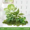 Simulação Plantas Verdes Paisagismo Plantas Artificiais Musgo Verde Musgo Verde Micro Paisagem Combinação Decoração de Interior Janela Corredor Exibição Decoração