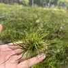 Venda Direta da Fábrica Orquídea do Ar Planta Aérea Planta Sem Solo Vermelho Amarelo Verde Elfo Barba de Velho Medusa Atacado