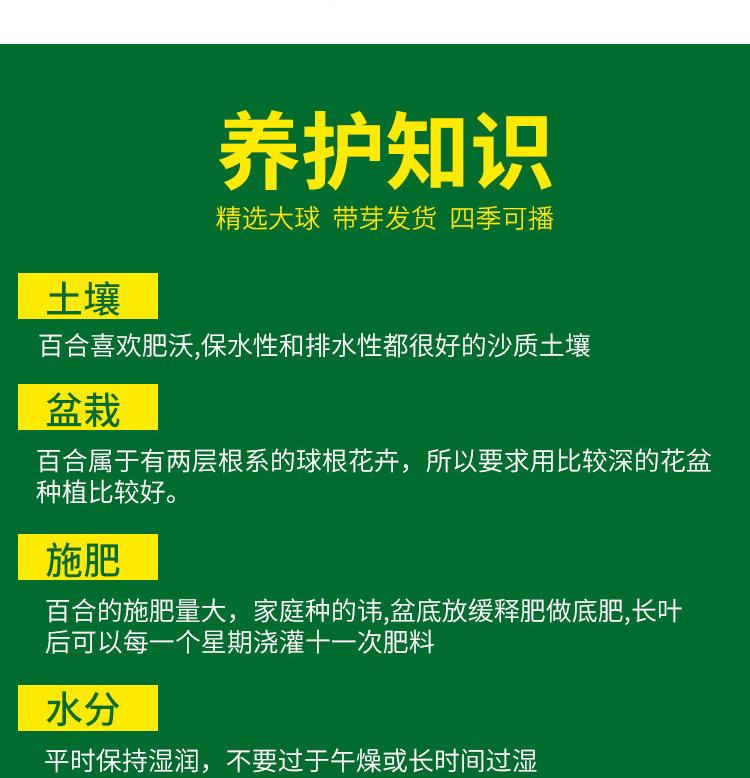 百合种球详细11.JPG