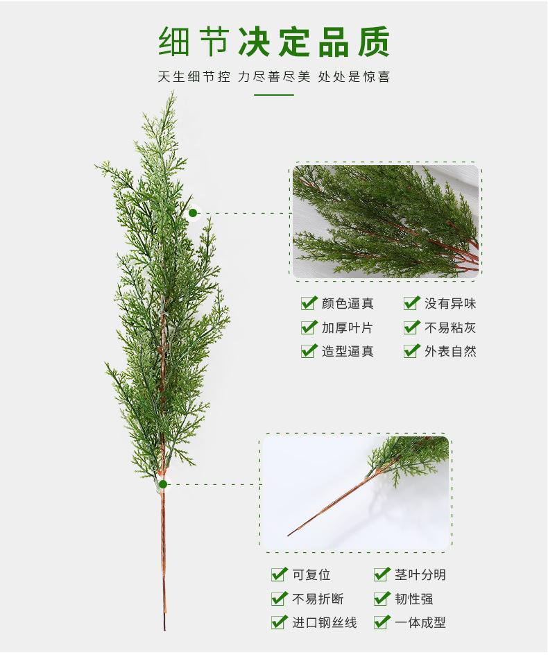 柏树枝_02.jpg