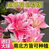 Bulbos de lirio importados para cultivo en interior y balcón exterior, florecen en todas las estaciones, lirios de múltiples cabezas, resistentes al frío, fáciles de cultivar y adecuados para variedades de flor doble