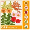 Paquete de Materiales DIY de Flores Secas Flores Prensadas Hechas a Mano Flores Conservadas Marcadores de Libros de Flores Prensadas Hojas de Árbol Real Plantas Pegatinas de Resina Maquillaje Facial