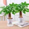 Planta en maceta Árbol del dinero de tres tallos, Planta de interior fácil de cuidar para sala de estar, Bonsái pequeño, Perenne para todas las estaciones, Flor de interior en maceta para oficina