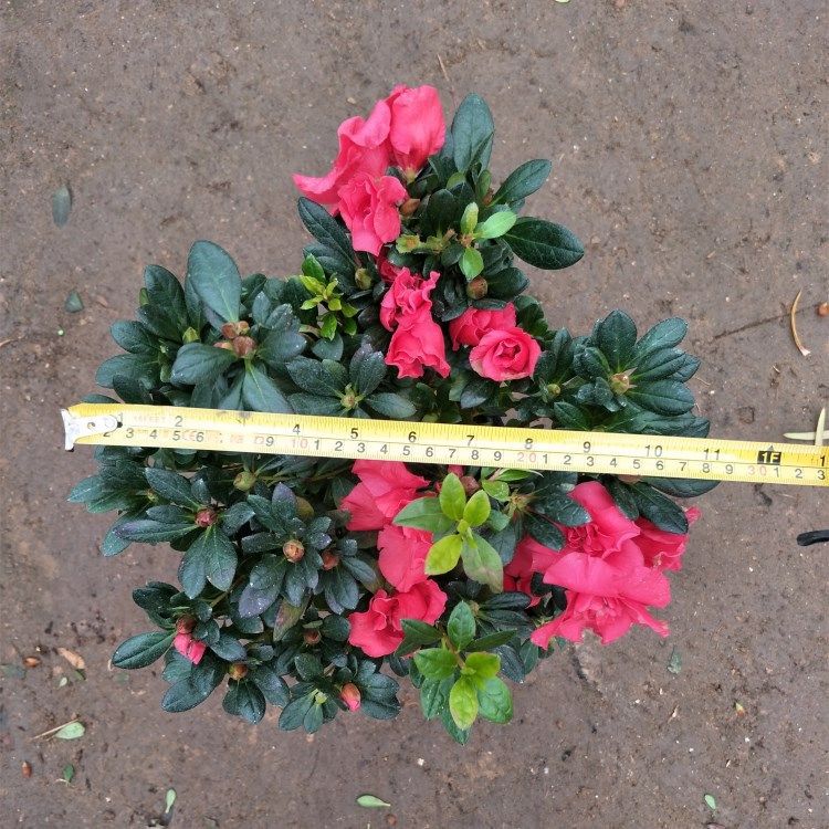 直径30cm1.jpg