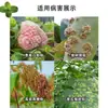 Guoguang 15% Triadazone Triadazone Trigo Rosa Planta Verde Árvore Frutífera Mancha Negra Especial Fungicida para Oídio