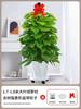 Alimentando Canasta Verde Planta En Maceta Interior Absorbiendo Formaldehído Planta Verde Buena Purificación de Aire Hoja Grande Rosa Verde Sala de Estar Oficina Columna Grande