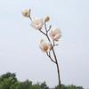 Magnolia 5 Piezas de Magnolia Silvestre Flores Artificiales Flores Falsas Hogar Boda Estudio Fotográfico Habitación Modelo Decoración Suave Florales