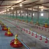 Línea de Alimentación de Pollos Personalizada por el Fabricante, Línea de Alimentación para Patos de Corral Plano y de Libre Pastoreo, Línea Automática de Alimentación y Bebedero, Cangzhou Qingshan