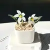 Enfeites de Vidro Zibo, Plantas Suculentas em Vasos, Plantas Verdes de Vidro, Presentes de Flores de Dezembro, Artesanato para Decoração de Escritório