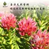 Fornecedor Fabricante Hidrolato de Rhodiola Rosea 1kg Extrato Vegetal Líquido, Tônico Hidratante Cosmético, Matéria-Prima