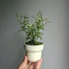 Rosa Japonesa com Botões Planta Verde Envasada para Floração o Ano Todo em Peitoril de Janela ou Varanda