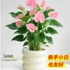 Planta en Maceta de Anturio con Flores, Planta de Interior para Escritorio de Oficina, Planta Verde para Sala de Estar, Purifica el Aire, Bonsái Fácil de Mantener