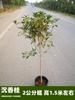 Un retoño de osmanthus, grandes flores de osmanthus de cuatro estaciones, elixir dorado del alto poste nativo del patio de agosto, pabellón Tianxiang Shen