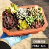 Plantas Suculentas Suculentas em Vasos Plantas Verdes Escritório Interior Suculentas para Iniciantes Suculentas Fofas no Atacado Purificam o Ar