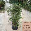 Envío Directo Bambú Nandina Maceta Hoja Roja Tianzhu Flor Grande Plántula Hidropónico Llama Montón Viejo Bonsái Planta Frutal Fruta