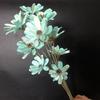 Pacote com 10 Yunnan Fábrica Artesanal Flor Seca Flor de Semente de Melão Decoração de Casa Ornamentos Colorido Casca de Semente de Melão Flor de Semente de Melão Flor Seca