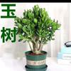 Bonsái Premium de Jade con Troncos Viejos, Suculenta Fácil de Cultivar para Uso en Interiores, Planta Verde Perenne para Todas las Estaciones, Planta Tolerante a la Sequía, Planta de Maceta
