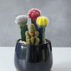 [Cactus Tricolor] Planta Auspiciosa Tres Tesoros Combinación de Bolas Tricolor Escritorio Balcón Planta a Prueba de Radiación Planta en Maceta