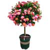 Plántulas de Rosas en Forma de Árbol, Rosales de Tallo Alto, Plantas de Rosas Altas, Plantas en Maceta de Floración de Cuatro Estaciones, Flores y Plantas Verdes de Interior de Fácil Cuidado