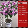 Rosa de alto grado con forma de árbol, retoño, tocón de árbol, rosa alta, flor de rosa, cuatro estaciones, floración, balcón, patio, plantas verdes en maceta