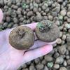 Tartaruga Montanha Vinha Vermelha Ouro Não Muda Planta Trepadeira Varanda Pátio Fácil de Cultivar Florais Escritório Planta Verde Vaso Absorve Formaldeído