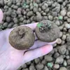 Planta Tortuga de Vid Roja, Planta Trepadora Fácil de Cuidar para Balcón y Jardín, Planta de Interior para Oficina, Planta en Maceta que Absorbe Formaldehído