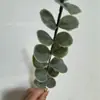Planta Artificial Individual Hoja de Dinero de Eucalipto con Decoración Ramo Navideño Escena de Boda Tienda Ventana