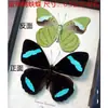 Venta Directa al Por Mayor de Fábrica de Especímenes Reales de Mariposas con Alas Extendidas, Diversos Insectos y Escarabajos, Accesorios para Fotos, Educación Científica, Especímenes Naturales