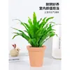 Helecho Nido de Pájaro Helecho en Maceta Planta de Interior Verde Plantas Florales Sala de Estar Oficina Escritorio Planta Novedosa Perenne Todo el Año