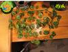 Caja Rastreadora Árbol Enredadera Rama Lagarto Escalada Paisaje Hiena Verde Escalada Mascota Escalada Productos para Mascotas Planta Falsa 1 cm de Grosor