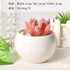 Vasos de Porcelana Branca para Flores Transfronteiriços Amazon Vasos Cerâmicos para Suculentas Simples Criativos Preto e Branco para Interior Vasos para Orquídeas Plantas Verdes