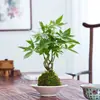 Nueva planta en maceta combinada estilo chino de jade musgo con cuentas de arroz y árbol del dinero, adecuada para mesa de interior, sala de té, oficina, fácil de cuidar y mantener.