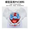 Modelo Móvil de Músculos Pélvicos Femeninos y Modelo de Músculos del Suelo Pélvico Útero Pelvis Parto Modelo de Enseñanza de Partería