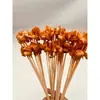 Brochetas pequeñas al por mayor para barbacoa de mercado nocturno, selección completa de brochetas calientes y frías, brochetas fritas, productos semiacabados, pollo Bobo y brochetas de cordero