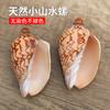 Conchas Brancas Naturais, Pequena Concha, Estrela do Mar, Suprimentos de Decoração para Paisagismo de Aquário 4- 10cm Conchas para Caranguejos Eremitas Atacado