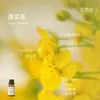 Líquido de Relleno de Aceite Esencial de Plantas de Aromaterapia de 15 ml para Difusor de Piedra de Yeso, Adornos Aromáticos, Especializado para Uso en Interiores, Fragancia de Alta Gama y Larga Duración