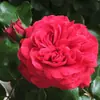 Hacker Queen Jugo Rosa Maceta Balcón Patio Villa Flor Planta Cuatro Estaciones Dropshipping