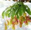 Dropshipping Plantas de Interior Purificadoras de Aire en Maceta, Decoración Plantas para Eliminar Formaldehído, Plántulas de Orquídea Araña de Hojas Verdes, Orquídea Araña Corazón Dorado
