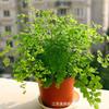 Mobiliario de Decoración para Embellecimiento del Hogar Clemátides Helechos Suministrados Directamente del Fabricante para Plantas de Interior y Macetas Plantas Verdes y Florales para Sala de Estar Clemátides
