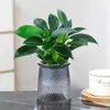 Rábano Verde Árbol de la Fortuna Espárrago Bambú Flor de Incienso de Nueve Millas Planta en Maceta Interior Menta Bambú Rico Planta Hidropónica Fácil de Alimentar
