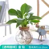 Plantas em hidroponia para quarto e sala de estar, fáceis de cuidar em todas as estações, samambaia-espargo e rabanete verde em vasos de vidro vermelho para hidroponia