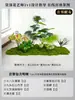 Musgo para Paisajismo de Plantas Verdes Plantas Artificiales Decoración Flores Artificiales Combinación Tropical para Interiores Paisaje de Ventana Persa Arreglo de Césped