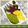Flores Secas Transfronteiriças Estampagem Atacado Jardim de Infância Feito à Mão Adesivos de Folhas Reais DIY Foto Decoração de Rosto Espécimes de Plantas